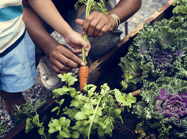 hands selecting a carrot from vegetable garden