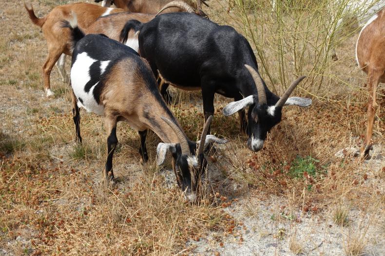 Goats grazing in a field