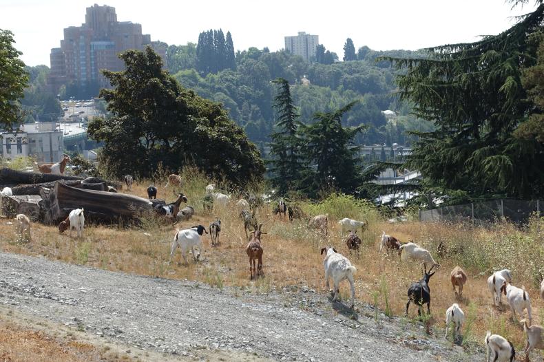 Goats on a field