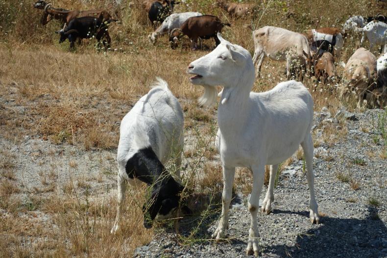 A white goat with beard raises its head