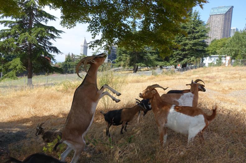 A group of goats on a field 