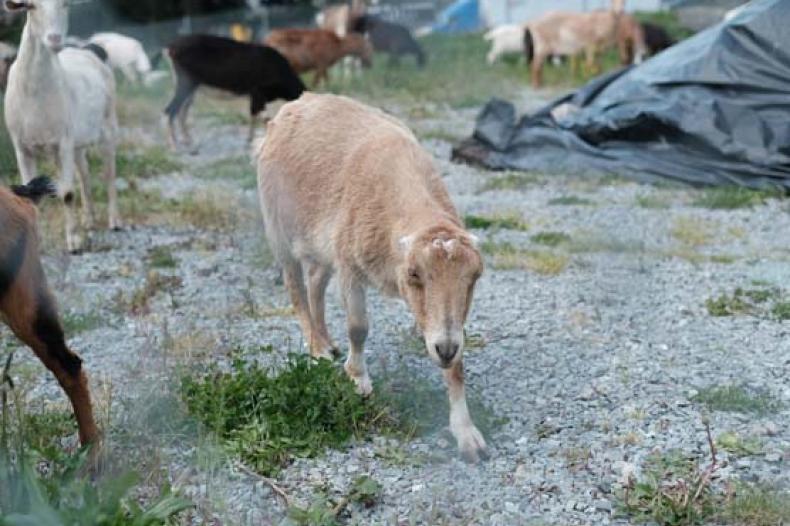 A group of goats