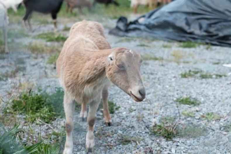 A goat without horns stands in a field with other goats in distance
