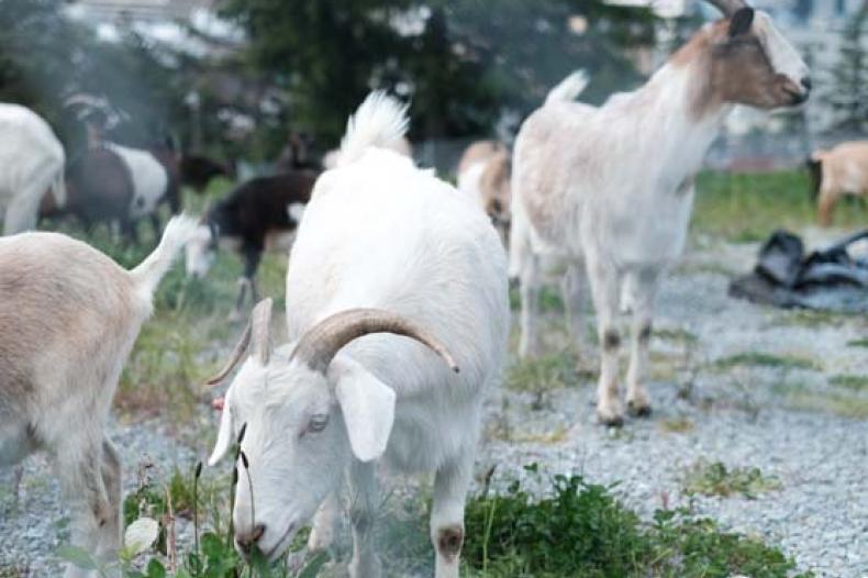 A group of goats on a field
