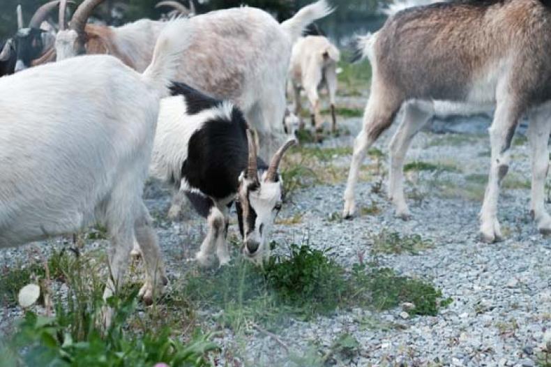A group of goats on a field