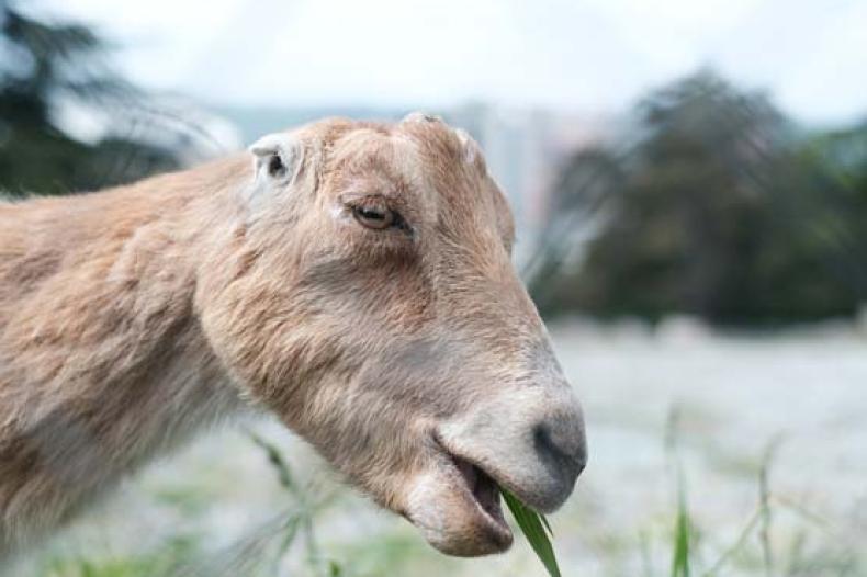 Closeup of a goat with no ears chewing on grass