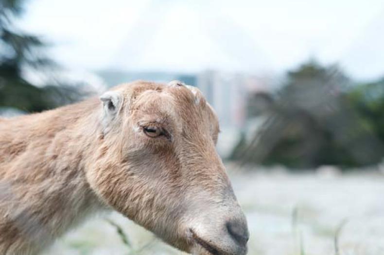 Closeup of a goat with no horns chewing on grass
