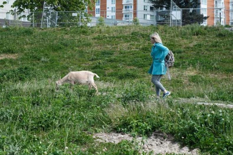 A woman stands near a goat in a field