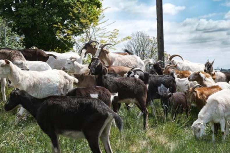 A group of goats in a field