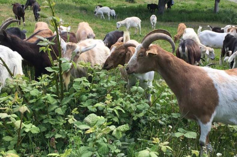 Goats eating grass and foilage