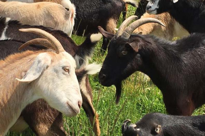 Goats on a field