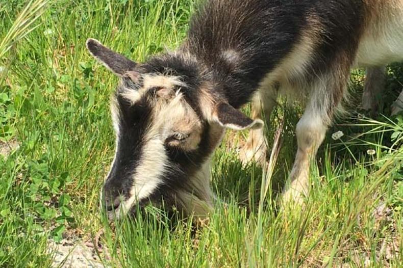 A goat eating grass