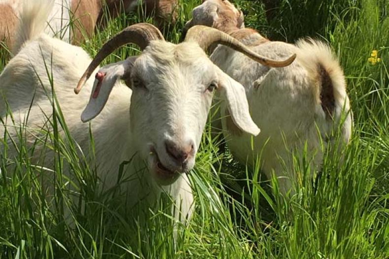 Closeup of goat in grassy area
