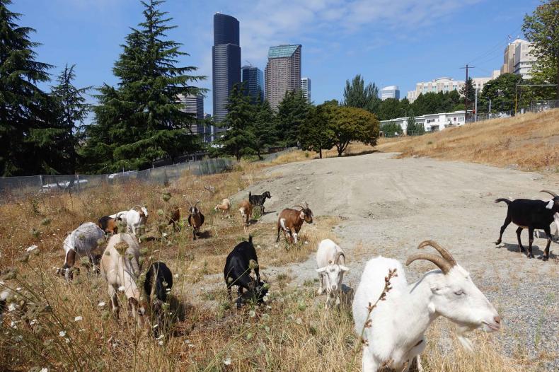 A herd of goats clear field at Yesler