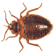 Adult bedbugs are typically a brownish-reddish color and 3/16 inch in diameter.